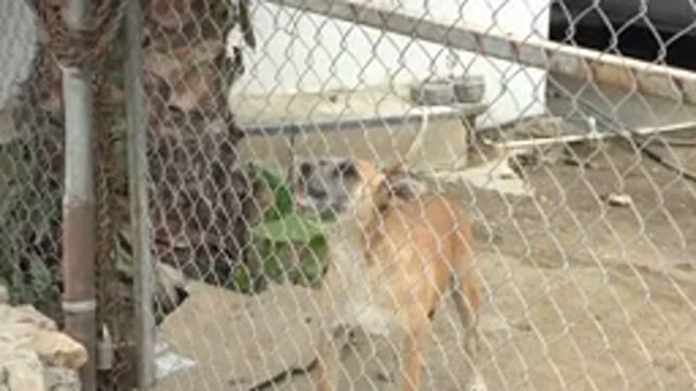 LOS CABOS MEXICO-2020: Guard Dog Barking During Filming