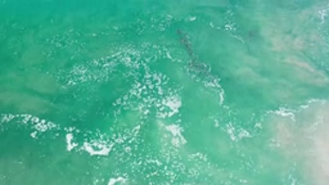 LOS CABOS MEXICO-2020: Open Sea With Moving Green Waters And Sea Animals