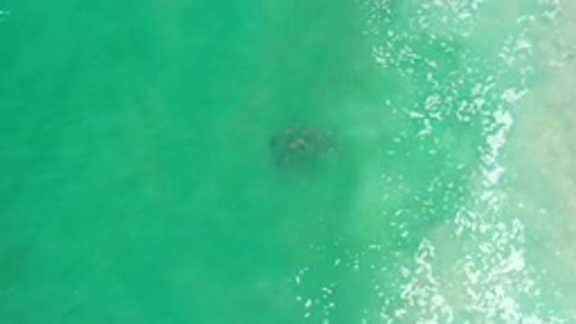 LOS CABOS MEXICO-2020: Aerial View Of Sea Turtle In The Shallow Water Near Beach