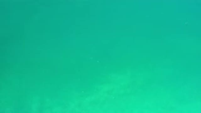 LOS CABOS MEXICO-2020: A Good Light Blue Underwater Shot
