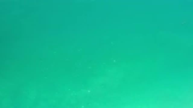 LOS CABOS MEXICO-2020: It's Somewhere in the Ocean There Only Green Water Here