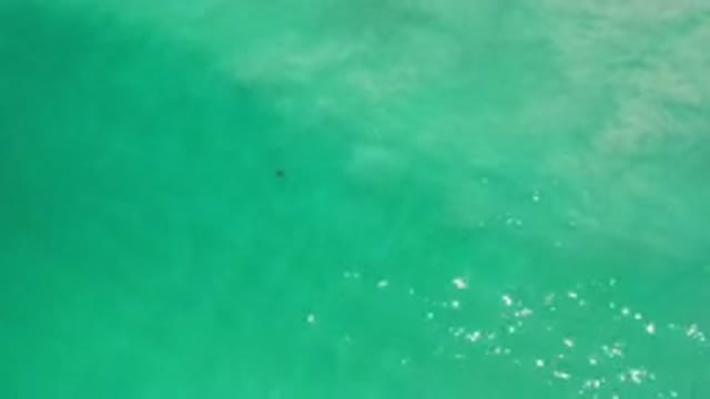 LOS CABOS MEXICO-2020: Movement Of Small Object Or Animal Near Sea Beach