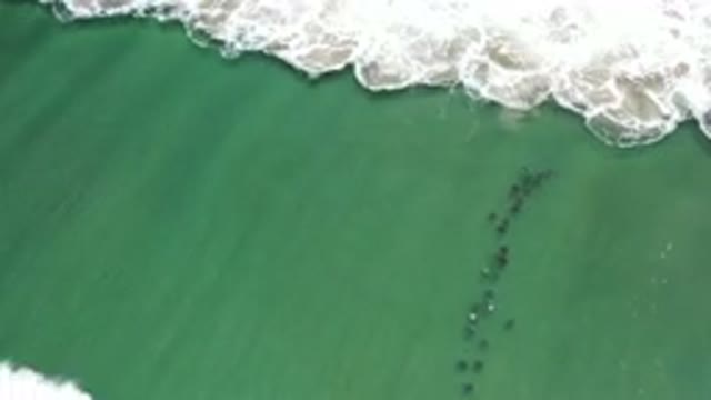 LOS CABOS MEXICO-2020: Marine Life Moving Along As A Massive Wave Crashing Over