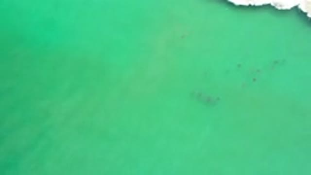 LOS CABOS MEXICO-2020: Birds Flying Over A Green Lake