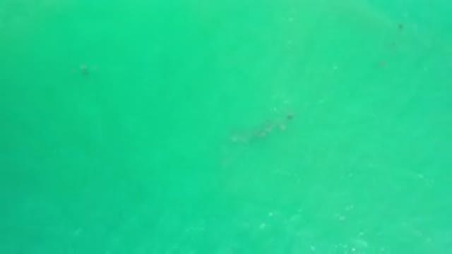 LOS CABOS MEXICO-2020: Young Long Creature Swimming Under the Green Sea