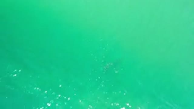 LOS CABOS MEXICO-2020: Mysterious Creature Glides Under the Green Sea