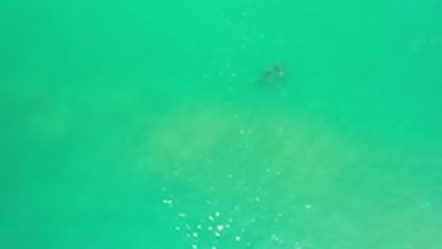LOS CABOS MEXICO-2020: School Of Fish Swimming Through The Ocean