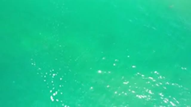 LOS CABOS MEXICO-2020: School Of Fish In A Greenish Blue Sea