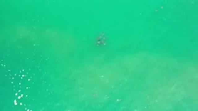 LOS CABOS MEXICO-2020: Top Down View Of A School Of Fish Gathered In Green Water