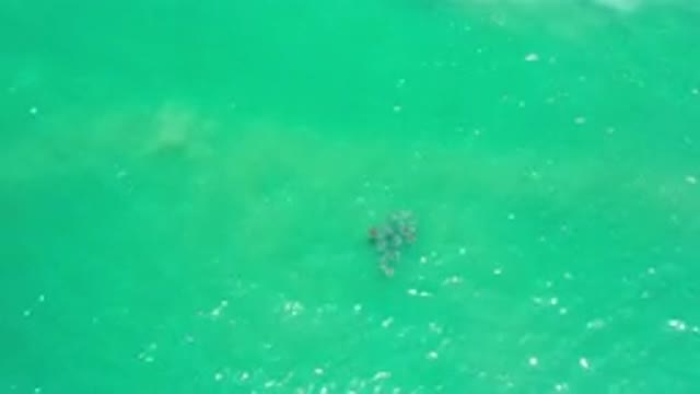 LOS CABOS MEXICO-2020: A Bunch Of Brown Seaweed Floating In The Green Waters Of