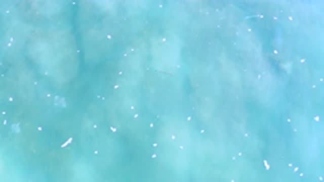 LOS CABOS MEXICO-2020: Manta Rays Swimming In Calm Waters
