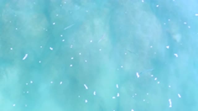 LOS CABOS MEXICO-2020: Foam On The Top Of Water With Fish Swimming Underneath