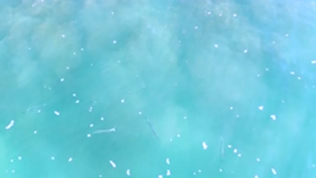 LOS CABOS MEXICO-2020: Blue Calm Waters Quiet and Soft Showing a Fast Slim Worm