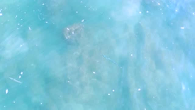 LOS CABOS MEXICO-2020: Fish Floating Through Shallow Clear Blue Ocean Waters