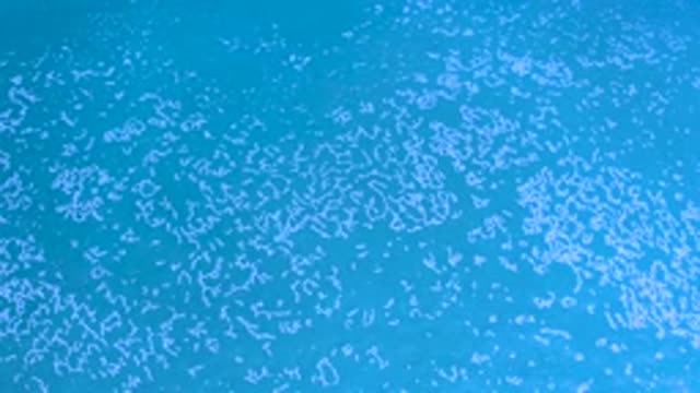 LOS CABOS MEXICO-2020: Top Down View Of White Algae Floating In The Ocean