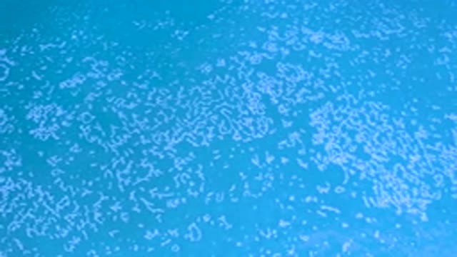 LOS CABOS MEXICO-2020: White Scattered Foams On A Blue Deep Sea