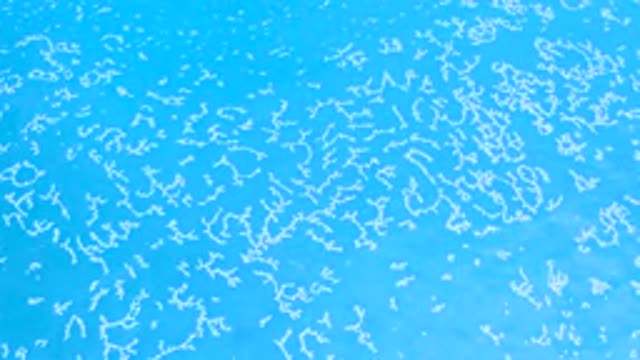 LOS CABOS MEXICO-2020: Many Different Microbes Forming In A Transparent Blue