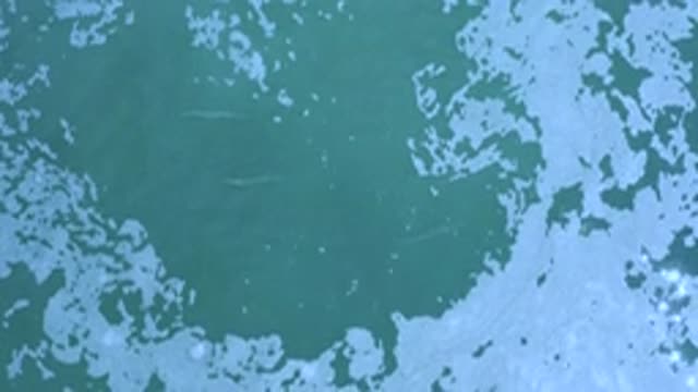 LOS CABOS MEXICO-2020: White Foam Floating On Green Water With A Sandy Bottom
