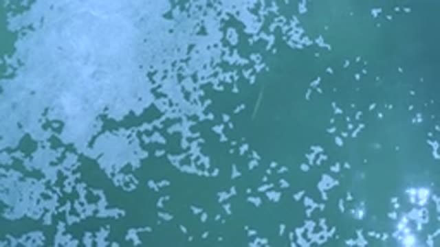 LOS CABOS MEXICO-2020: White Froth Moving Along A Calm Dark Green Sea Of Water