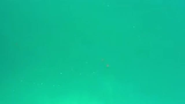 LOS CABOS MEXICO-2020: Underwater View Of Approaching Sea Life In Green Sea