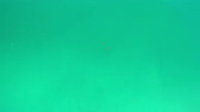 LOS CABOS MEXICO-2020: Young Child Swimming Under the Green Sea with Small Fish