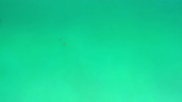 LOS CABOS MEXICO-2020: Two Tiny Fish Swim Together in Crystal Sea