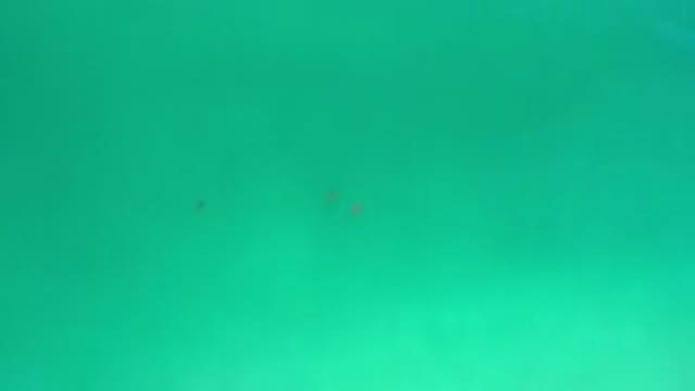 LOS CABOS MEXICO-2020: Small Particles Swimming In A Substance