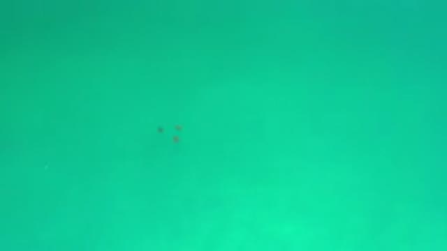 LOS CABOS MEXICO-2020: Fishes Swimming In The Sea