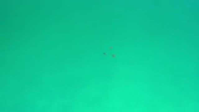 LOS CABOS MEXICO-2020: Green Ocean Water With Three Sea Creatures Swimming