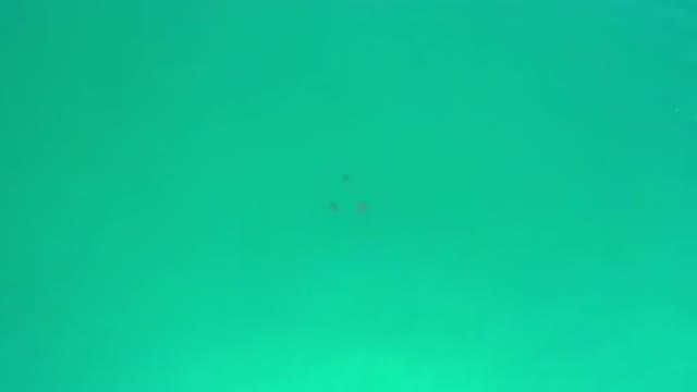 LOS CABOS MEXICO-2020: Aerial View Of Animals Swimming In The Water