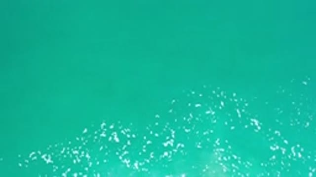 LOS CABOS MEXICO-2020: Tiny Fish Swimming Under Green Water
