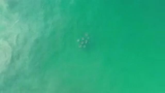 LOS CABOS MEXICO-2020: Aerial Footage Of Greenish Blue Water With No Animals