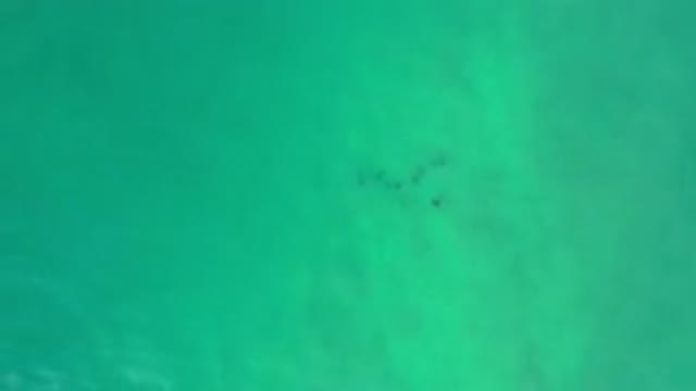 LOS CABOS MEXICO-2020: Green Deep Sea in Mexico