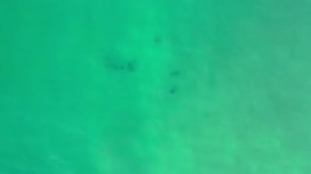 LOS CABOS MEXICO-2020: Little Cute Fishes Swimming Under The Sea