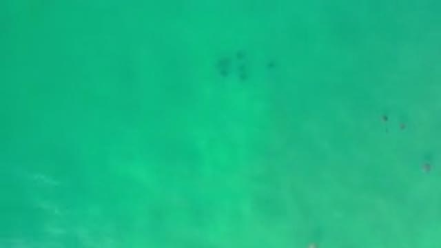 LOS CABOS MEXICO-2020: Fishes Under The Sea