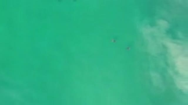 LOS CABOS MEXICO-2020: Three Objects That Look Like Animals Flying