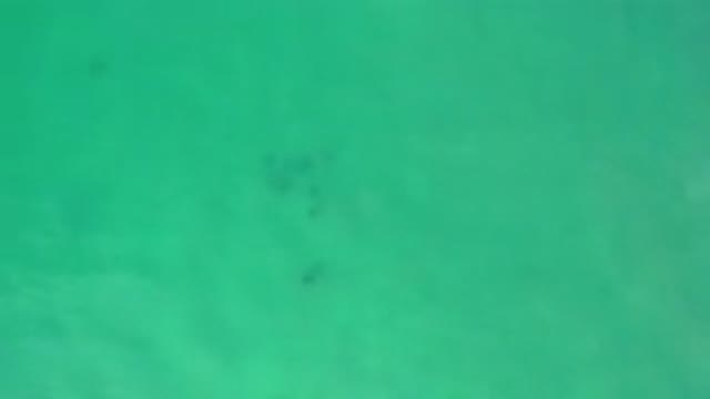 LOS CABOS MEXICO-2020: Sun Filters Underwater Beautiful School Of Fish Swimming