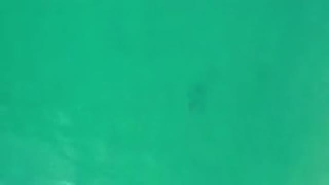 LOS CABOS MEXICO-2020: Mysterious Unknown Creature Or Object Floating In Green