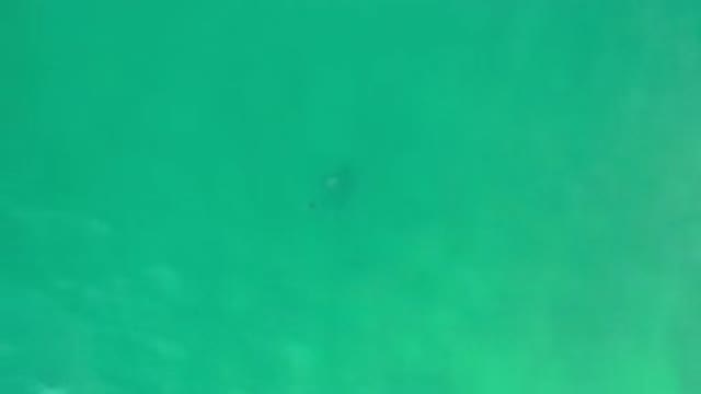 LOS CABOS MEXICO-2020: Beautiful Cute And Tiny Small Fishes Swimming