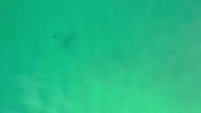 LOS CABOS MEXICO-2020: Dark Objects Move In Murky Aquamarine Water With Slight Ripples