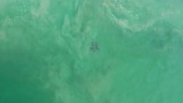 LOS CABOS MEXICO-2020: A School Of Fish In Green Ocean Gentle Waves Moving