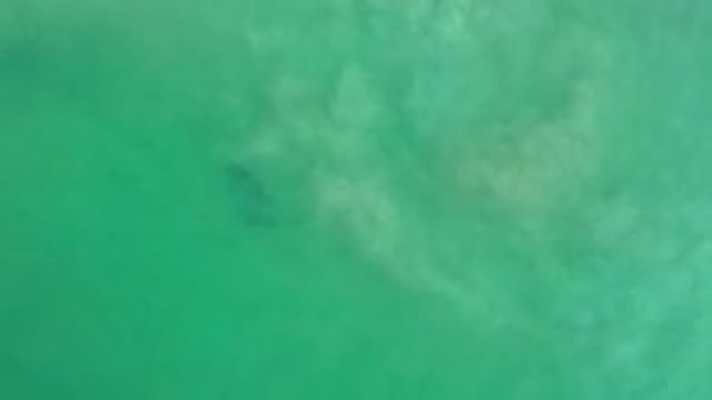 LOS CABOS MEXICO-2020: Marine Life Swimming In Hazy Green Water With Silt And