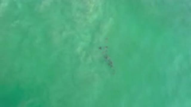 LOS CABOS MEXICO-2020: An Aerial View Of The Ocean Featuring A Grouping Of Marine Animals