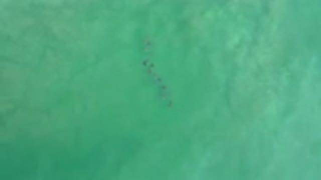 LOS CABOS MEXICO-2020: Dolphin Pod Swimming In The Ocean From Above And Far Away