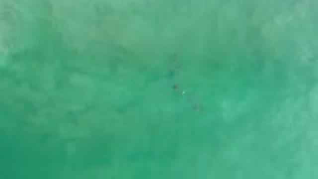 LOS CABOS MEXICO-2020: Little Fishes Swimming Captured On Camera