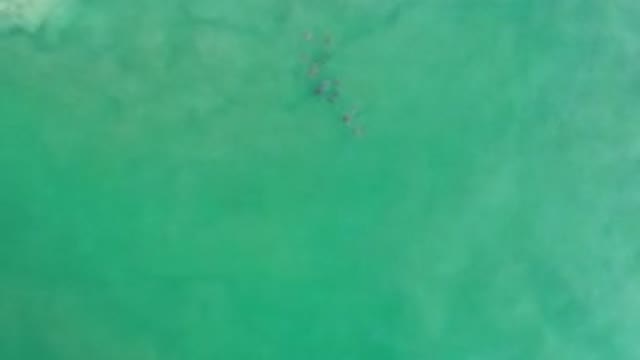 LOS CABOS MEXICO-2020: Fish In The Sea Being Seen From Above