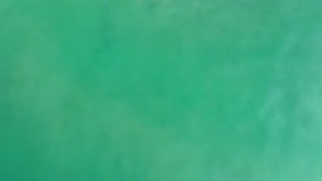 LOS CABOS MEXICO-2020: Fish In The Ocean
