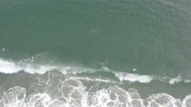LOS CABOS MEXICO-2020: Little Sea Creatures Swim Among The Tide