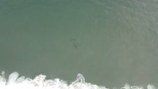 LOS CABOS MEXICO-2020: School Of Sharks Swimming Near The Shore Line Of Water