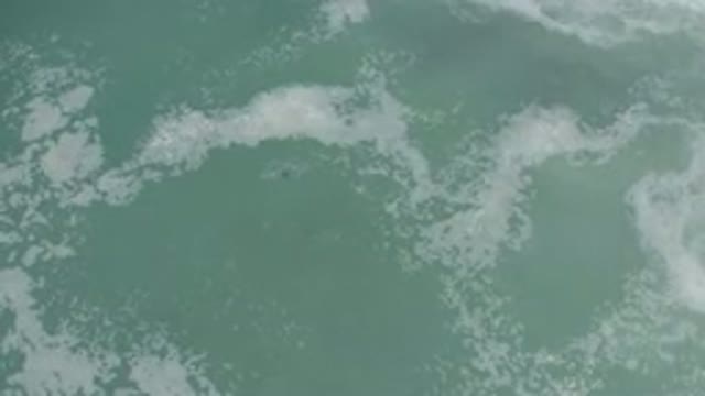 LOS CABOS MEXICO-2020: Fish Jumping And Feeding On Calm Cloudy Seas Covered In Sea Foam